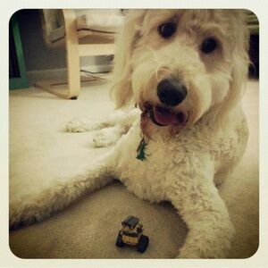 Meet your Posher, Susan